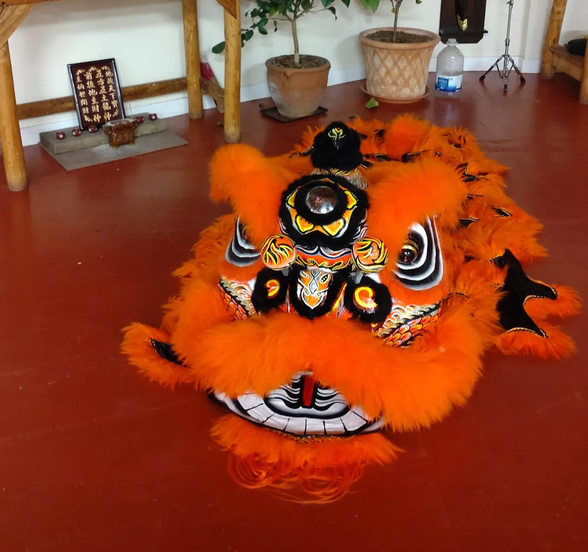 An orange lion resting in the training hall